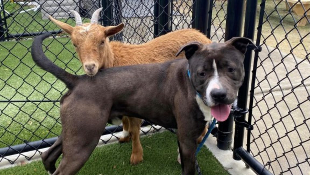 Goat, dog duo living in harmony as BFFs at Wake Animal Center