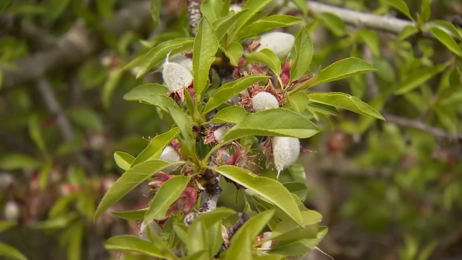 Latest storms to impact nut and fruit crops, growers say - Vimarsana News