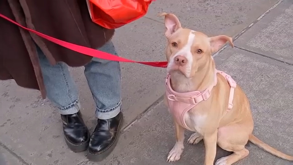 Woman rescues dog after seeing Instagram post