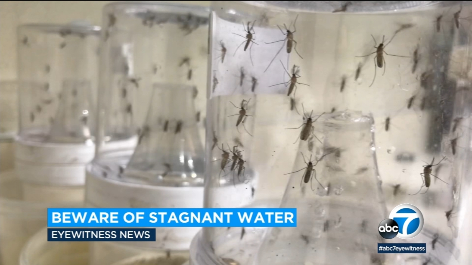 Mosquitoes in Southern California: Could all the rain make for more pesky biters when the warmer temps return? - Vimarsana News