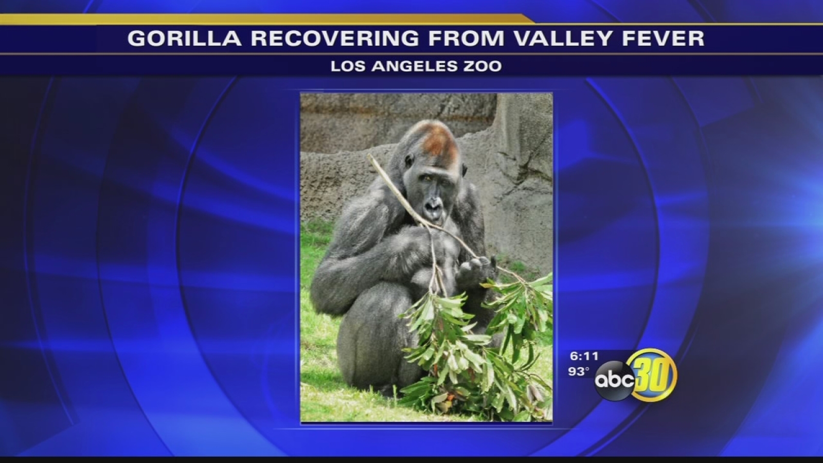 Gorilla on mend from valley fever at LA Zoo ABC30 Fresno