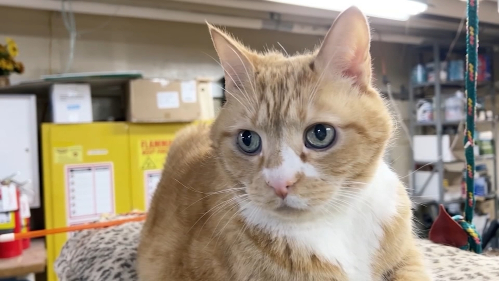 'Dude the Cat' has earned many titles at this Delaware museum