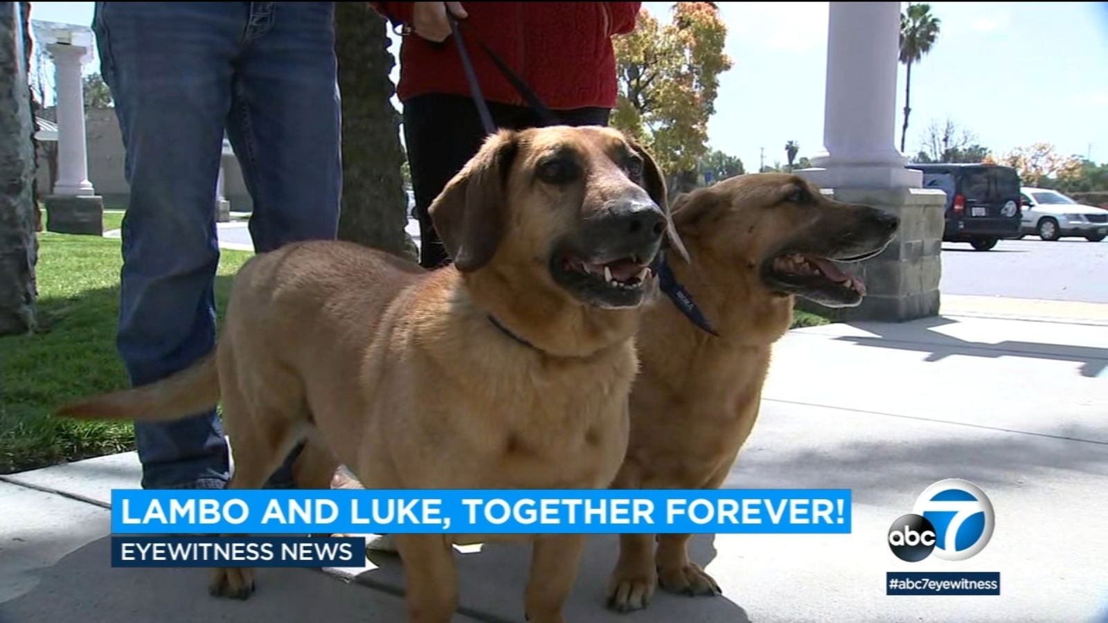 Puppy Palooza 2023: Brothers Lambo and Luke finally get adopted after having trouble finding forever home - Vimarsana News