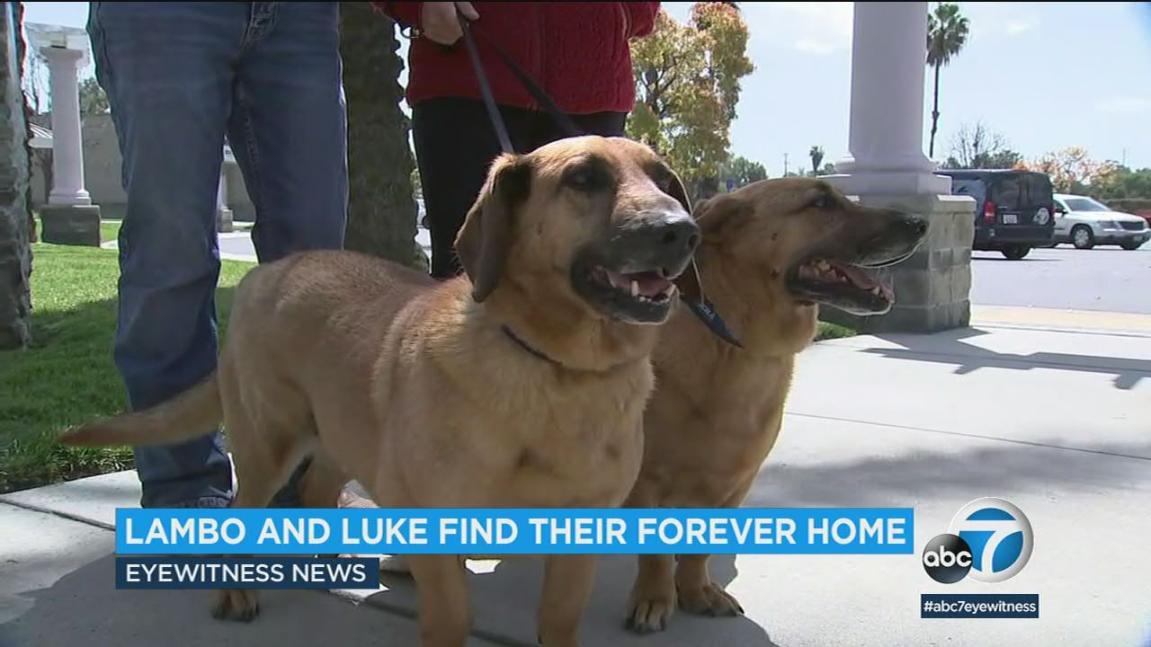 6-year-old brothers Lambo and Luke finally find their forever home