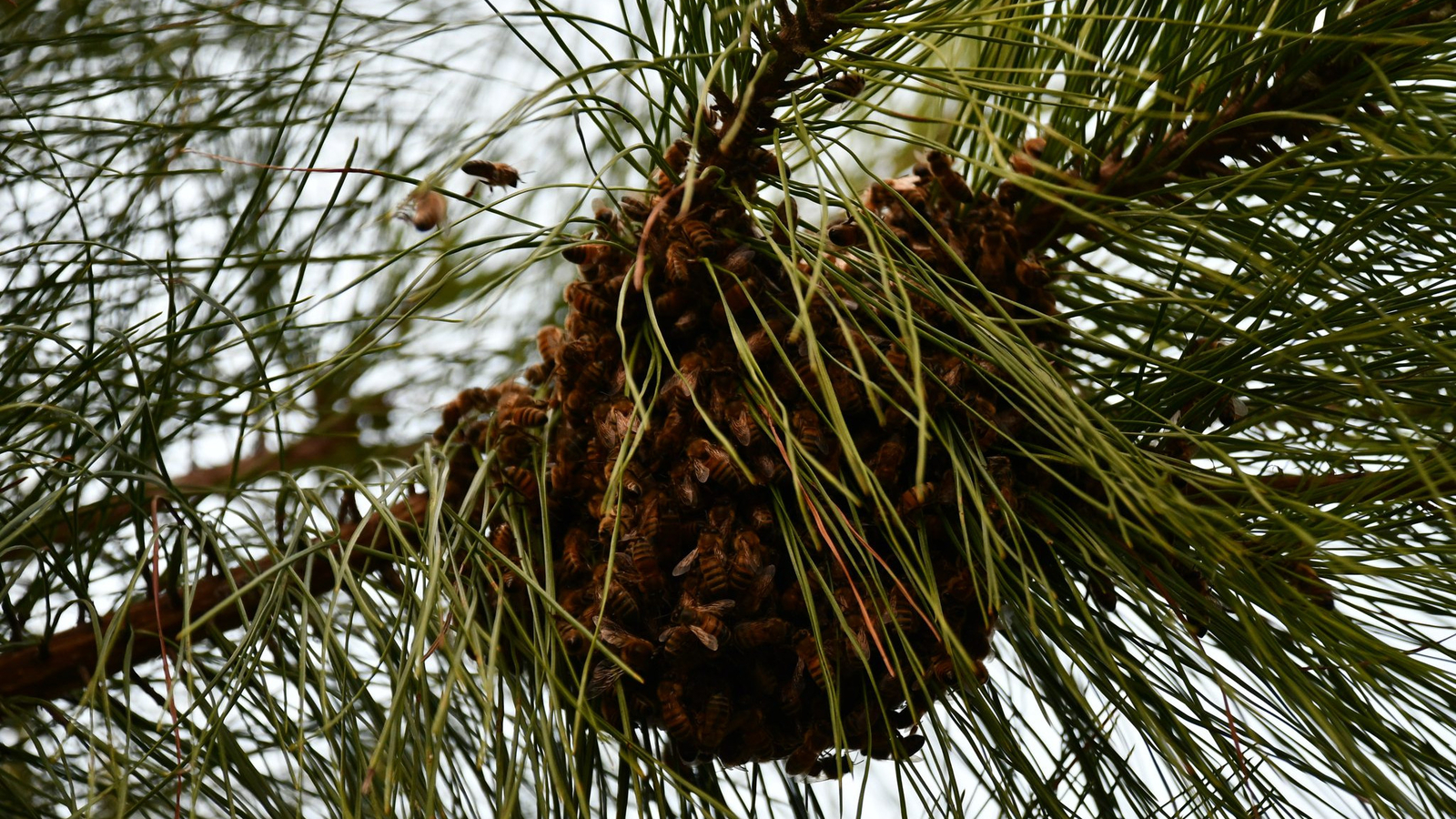 Honey bee Swarms | Beekeepers 'buzzy' removing honey bee swarms: what to know about bees, swarms and stings - Vimarsana News