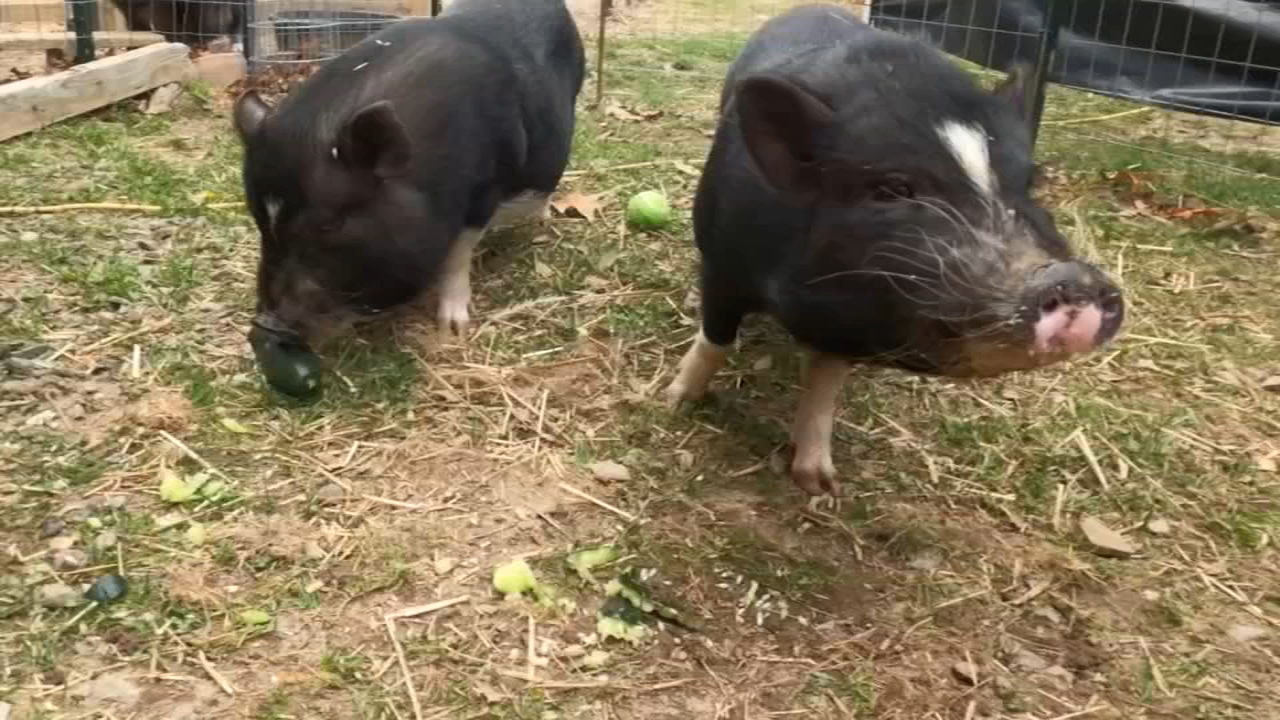 NJ couple fighting to keep pigs and chickens, hope to change ordinance