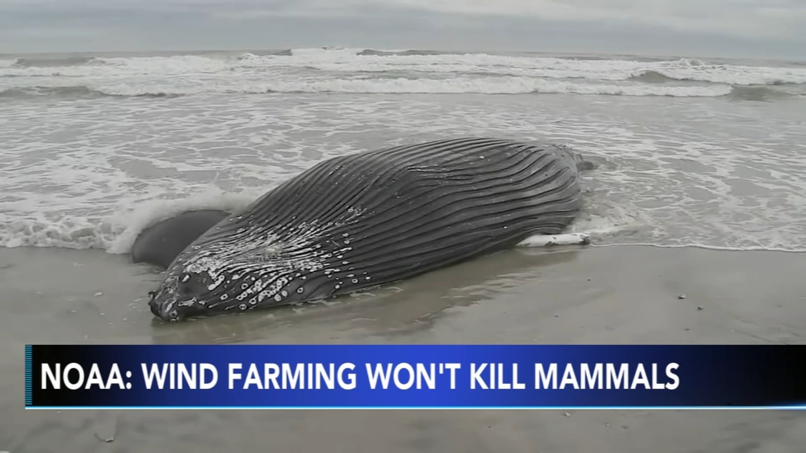 National Oceanic and Atmospheric Administration: New Jersey wind farm may 'adversely affect,' not kill whales - Vimarsana News