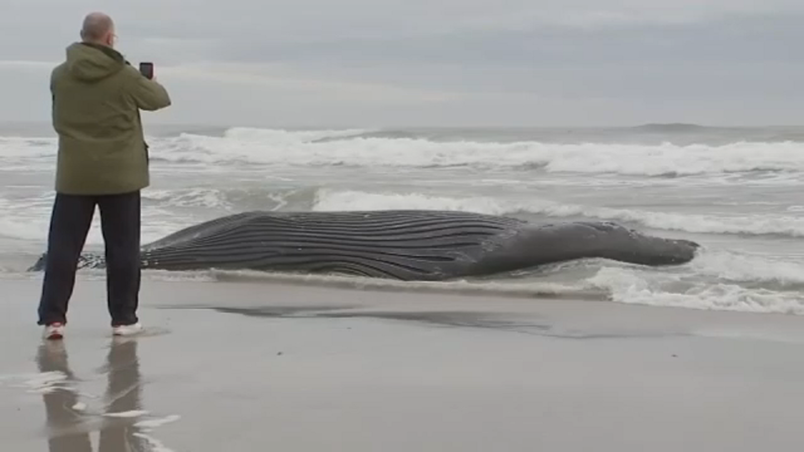New Jersey offshore wind farm may 'adversely affect' but not kill whales, National Oceanic and Atmospheric Administration says - Vimarsana News