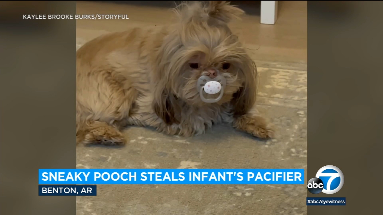 Video shows shih-tzu using binky stolen from family's new baby