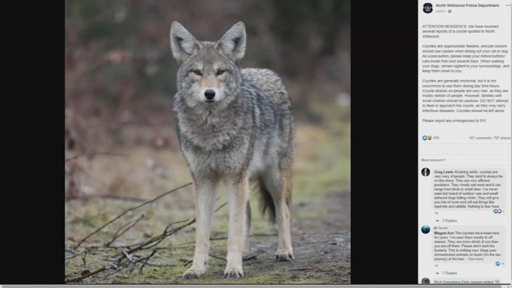 Police warn North Wildwood residents amid coyote sightings in the area