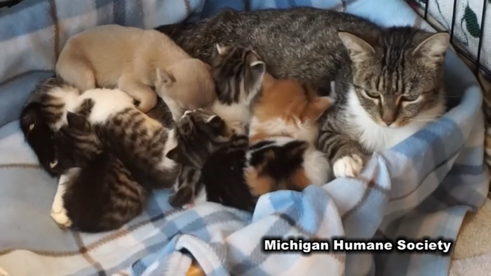 Orphaned puppy adopted by mother cat and litter of kittens ABC13 Houston