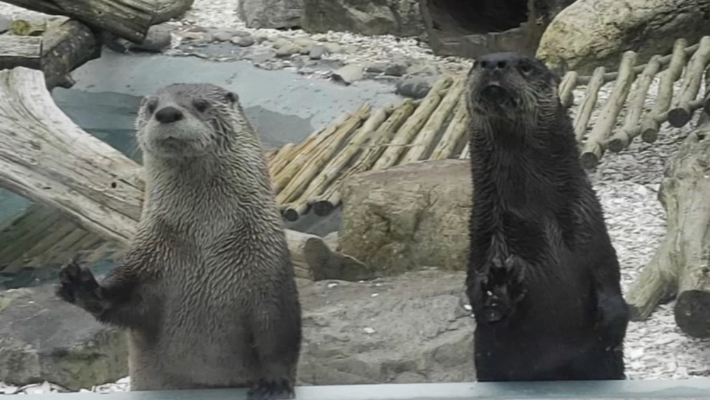 Cape May County Zoo in New Jersey welcomes female otter Ariel, baby lemur