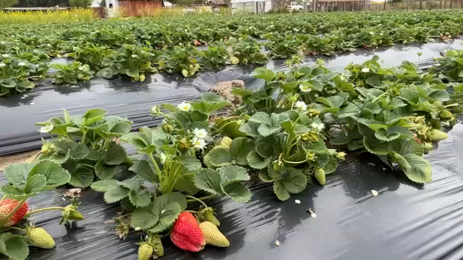Picking strawberries for a sweet start to the weekend in Fresno County