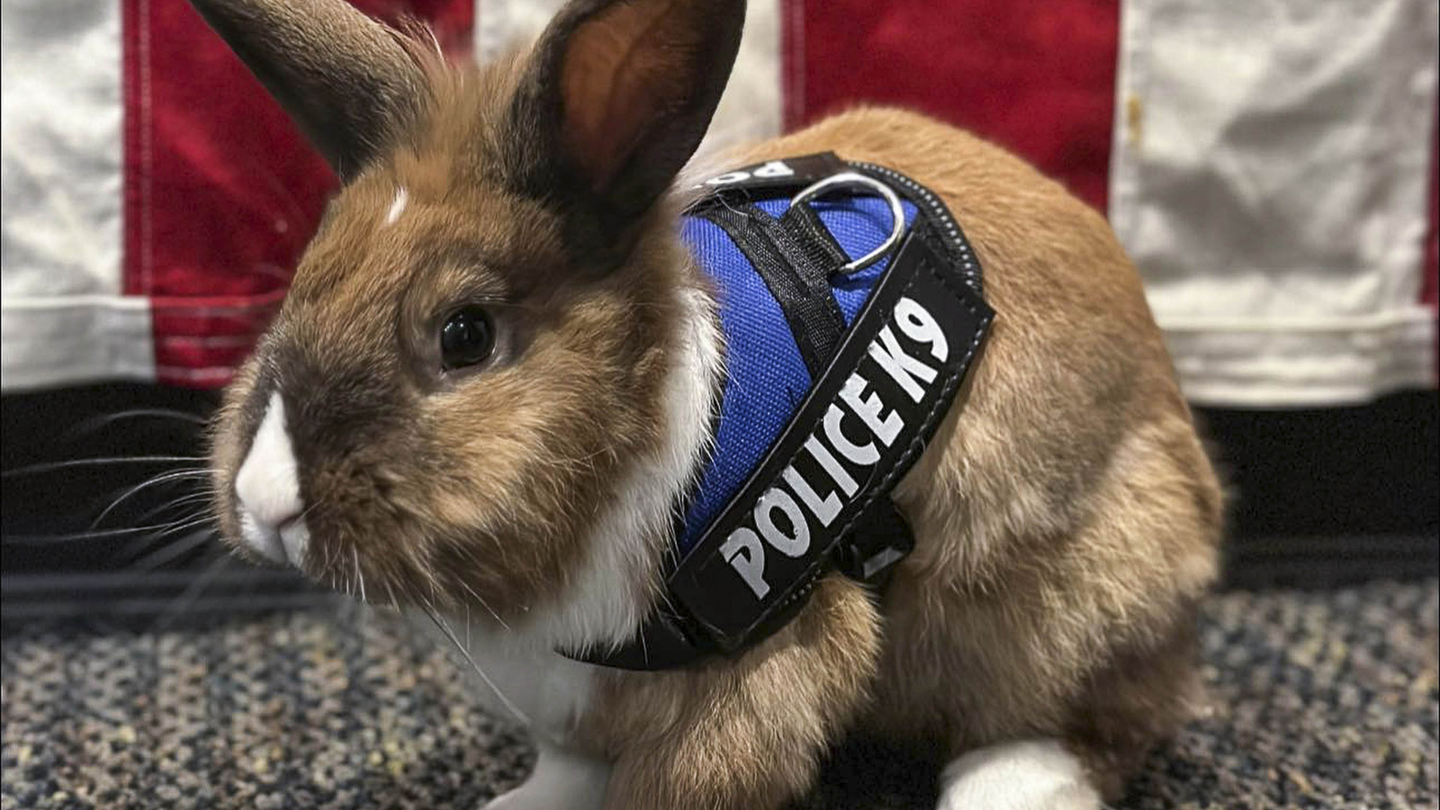 Officer Percy: Bunny joins California police force ahead of Easter - Vimarsana News