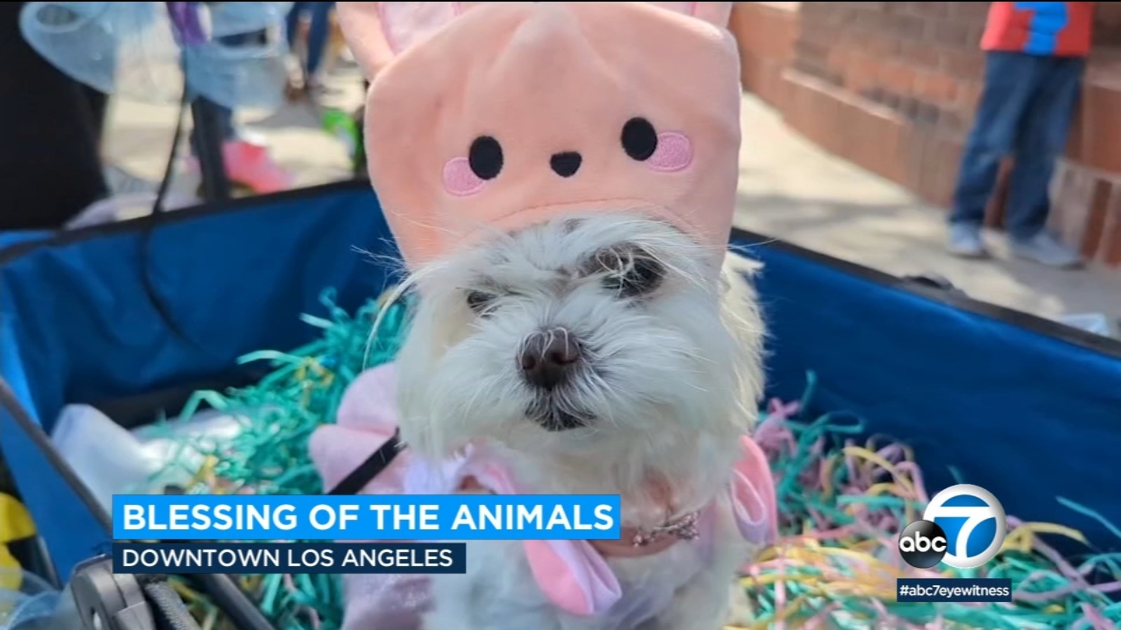 Catholics in LA hold blessing of the animals on Olvera Street as Easter Sunday services begin - Vimarsana News