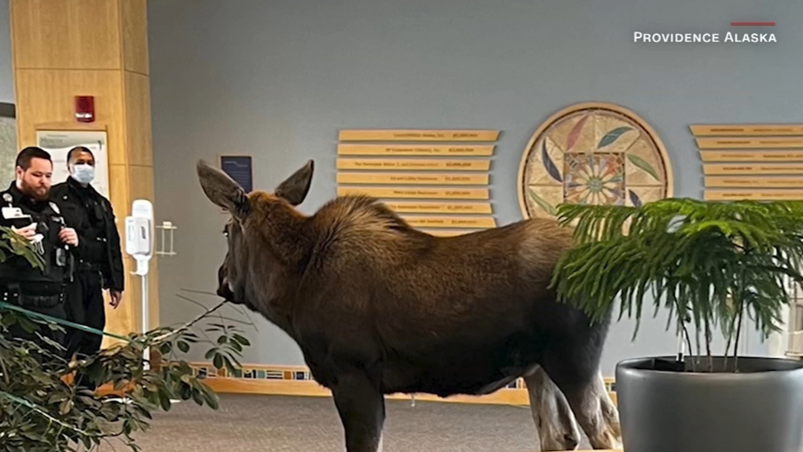 Moose on the loose in Anchorage, Alaska hospital stops to snack on lobby plants - Vimarsana News