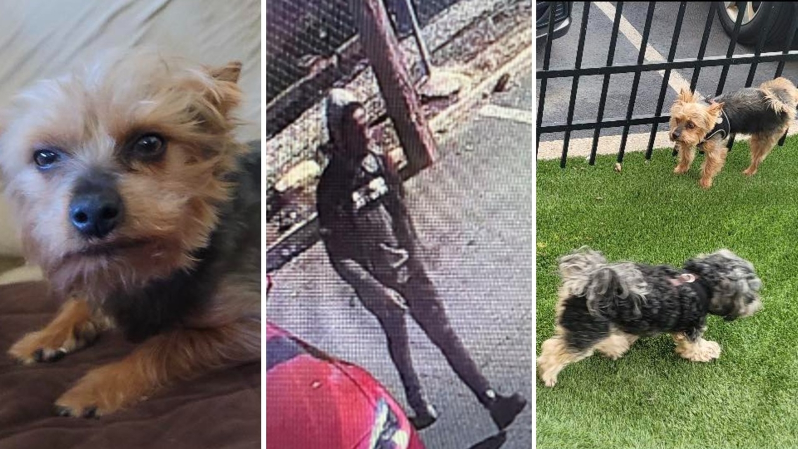 NJ police searching for suspect who stole 3 dogs from back of SUV in Bloomfield - Vimarsana News