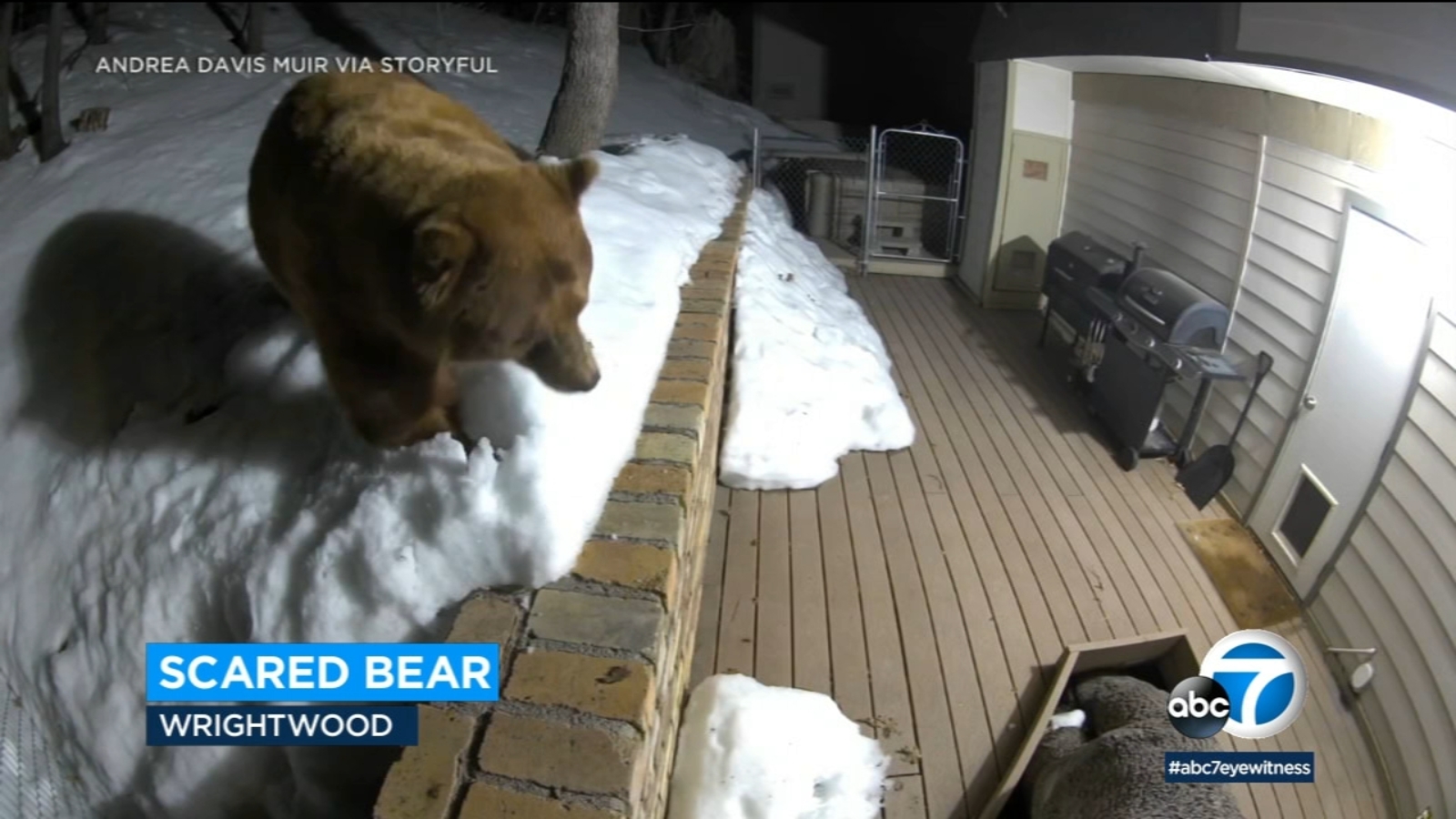 Caught on video: Bear wanders outside Wrightwood home before dog alerts  owners - ABC7 Los Angeles