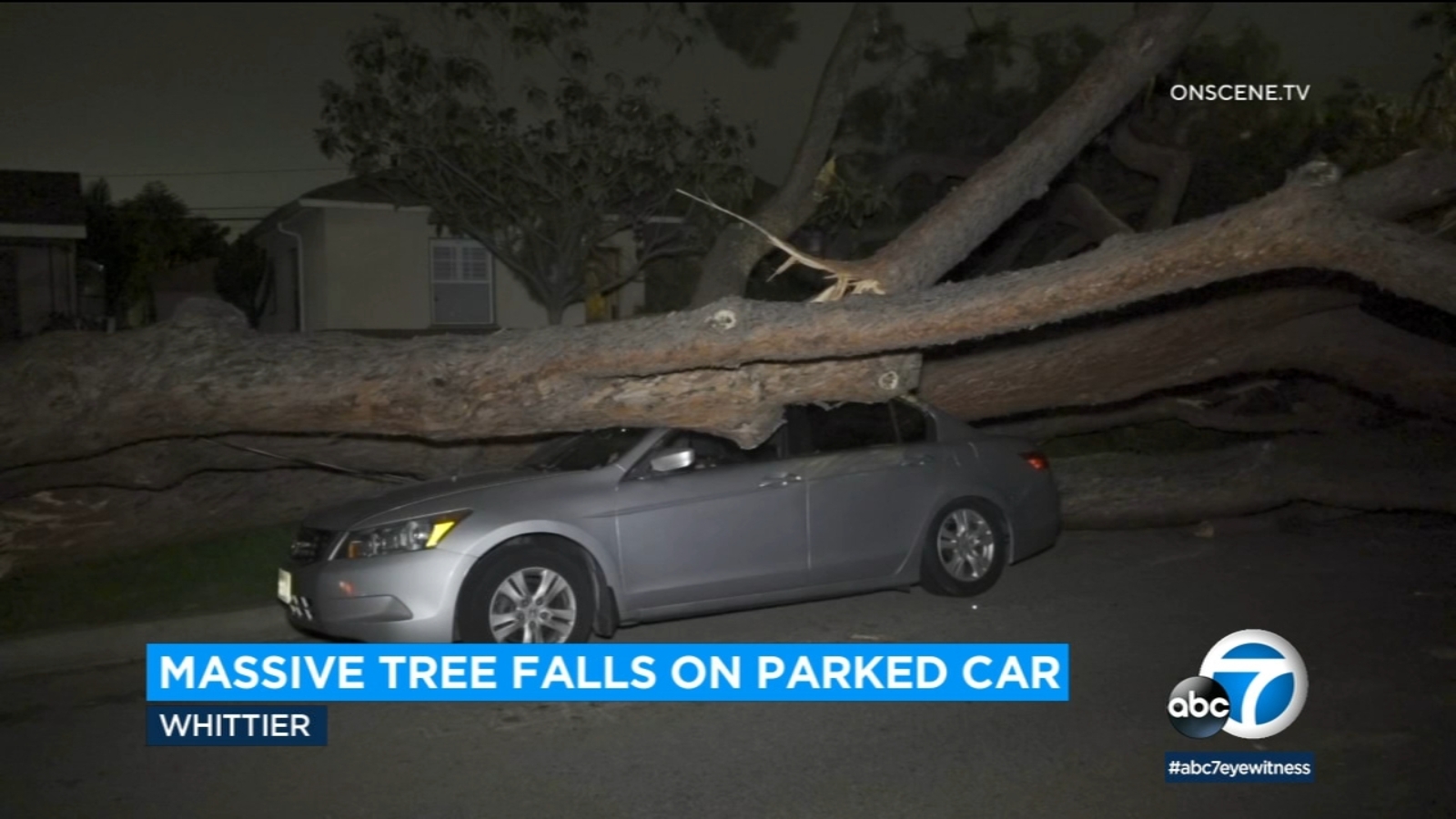 Massive tree crushes car in Whittier - ABC7 Los Angeles - Vimarsana News