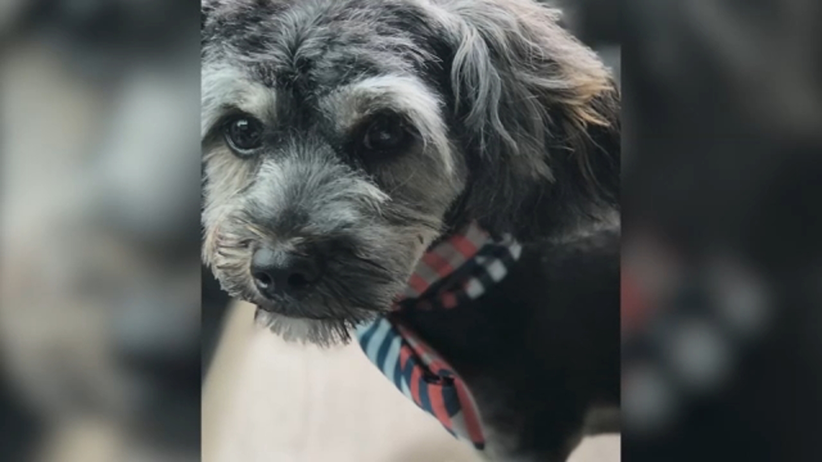 Schnauzer returned to owner after 3 dogs stolen from back of SUV in Bloomfield, NJ; 2 still missing - Vimarsana News