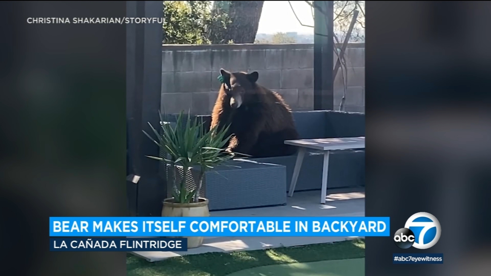 Caught on video Bear makes itself comfortable in backyard of La Canada