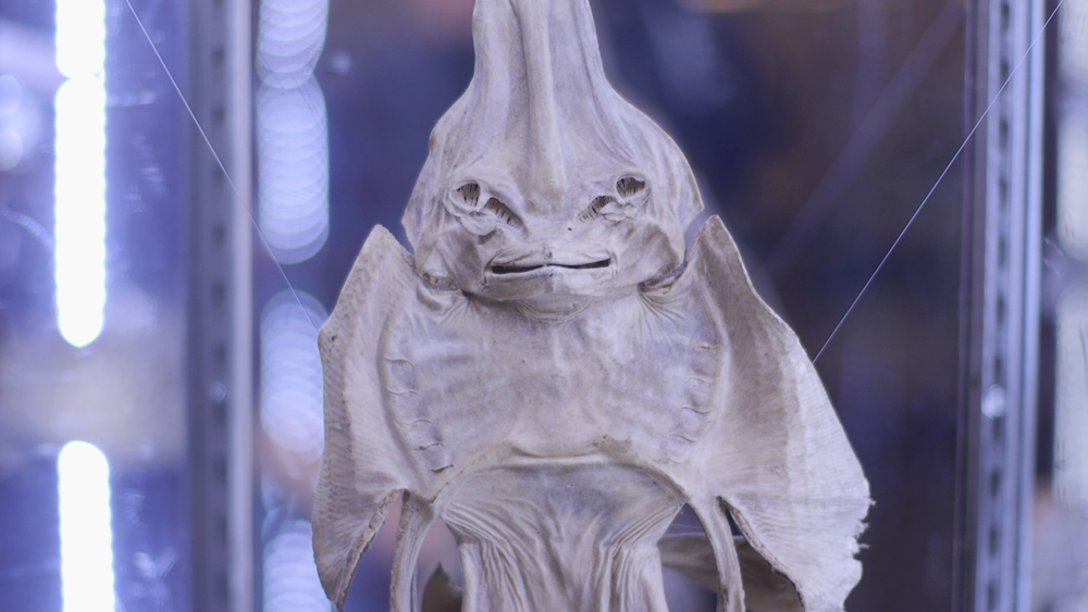 Avondale Insect Asylum showcases taxidermy, antique insects