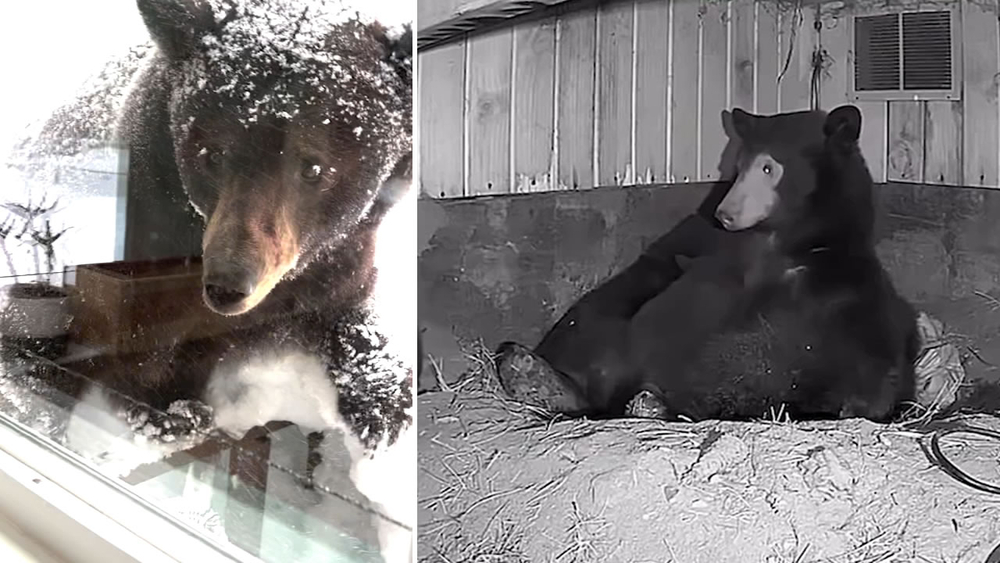 Tahoe's hungry bears on the prowl for food as snow starts to melt