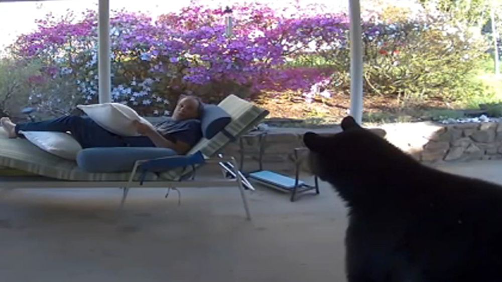 VIDEO: Asheville man is caught off guard by wandering bear