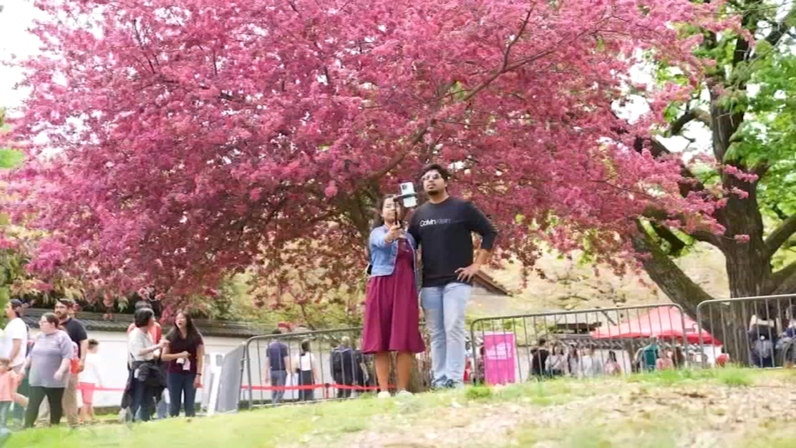 2day Cherry Blossom Festival kicks off outside Fairmount Park