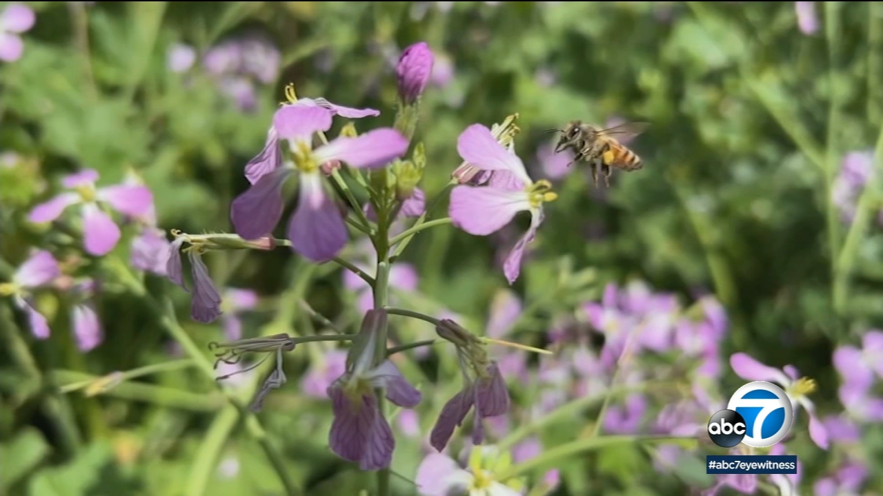 Wildlife in Santa Monica Mountains see positive impact from rain