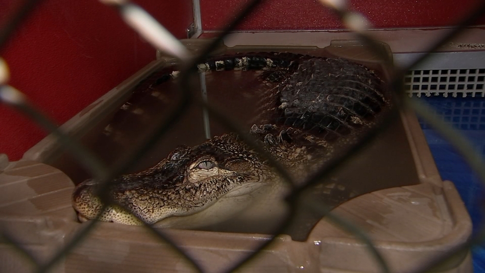 8-foot alligator surrendered to ACCT Philly, removed from home