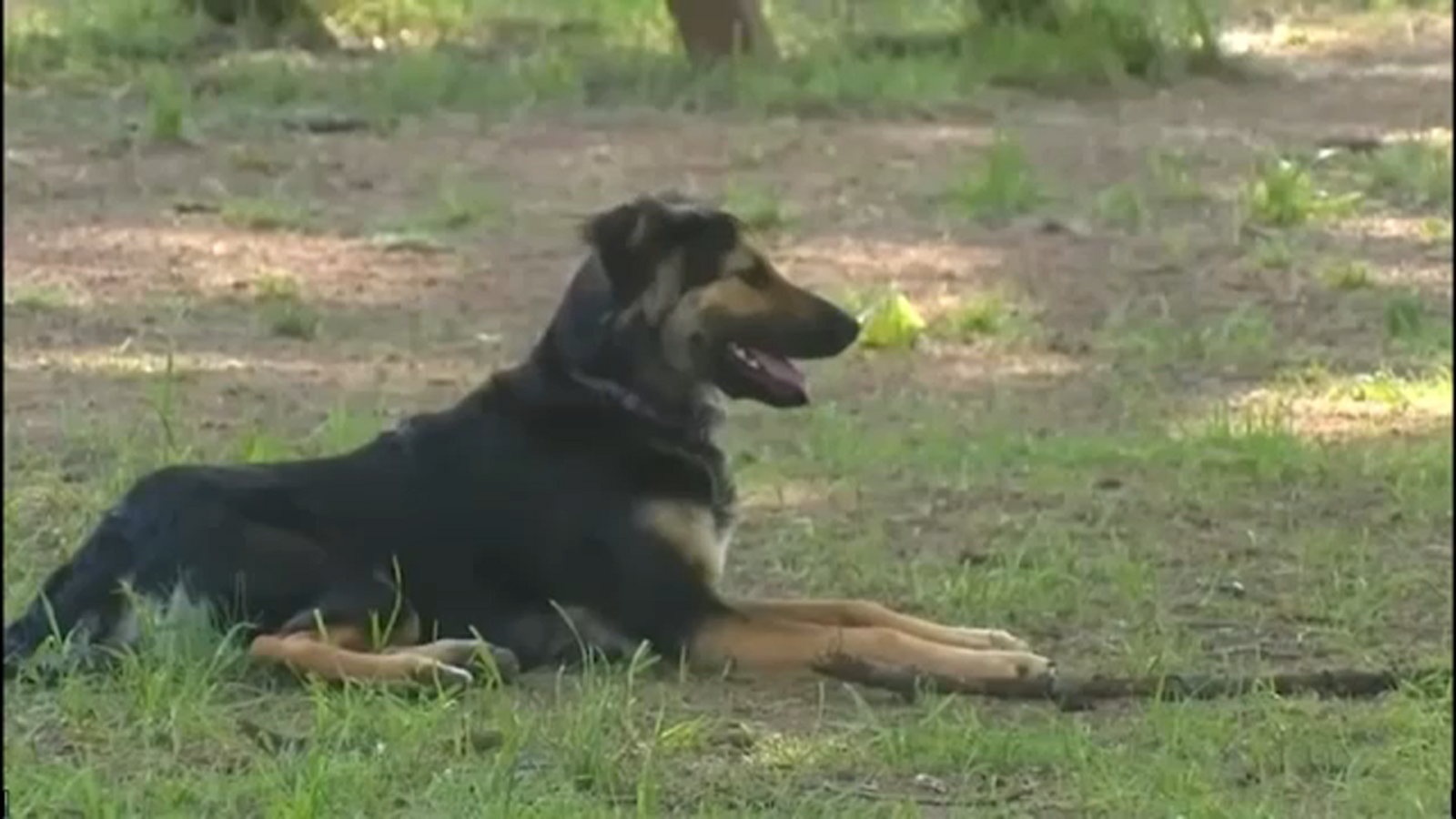 North Carolina veterinarians warn of outbreak in dog flu cases in