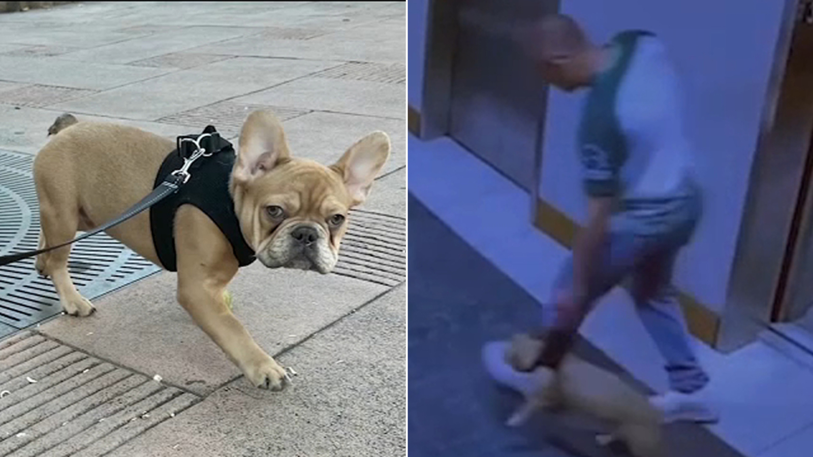 Caught on video: Food delivery driver steals French bulldog puppy from downtown LA apartment complex - Vimarsana News
