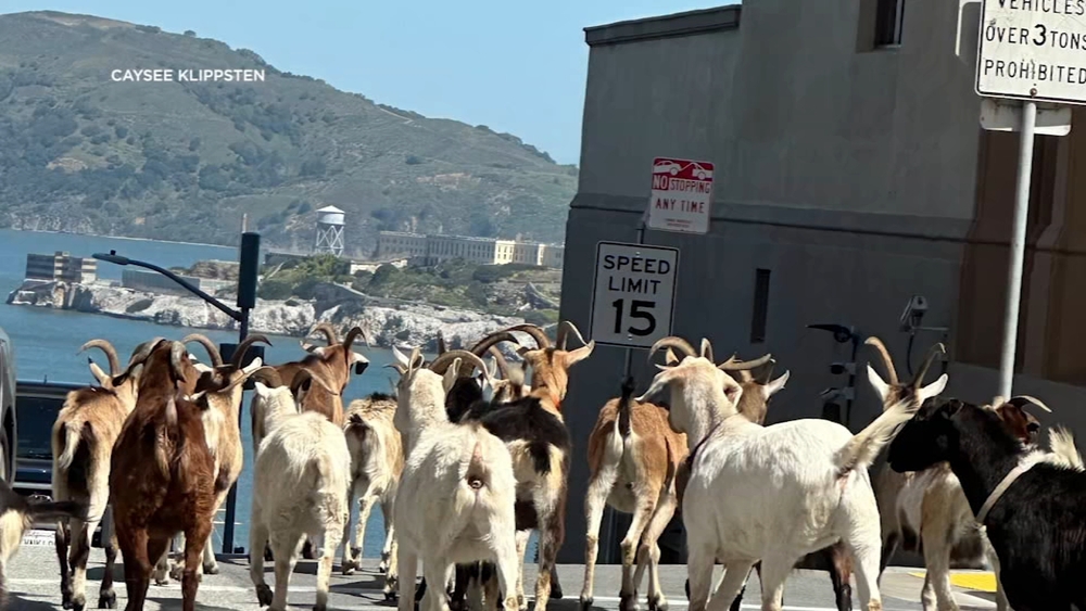 Herd of wayward goats stop traffic in SF's Marina District