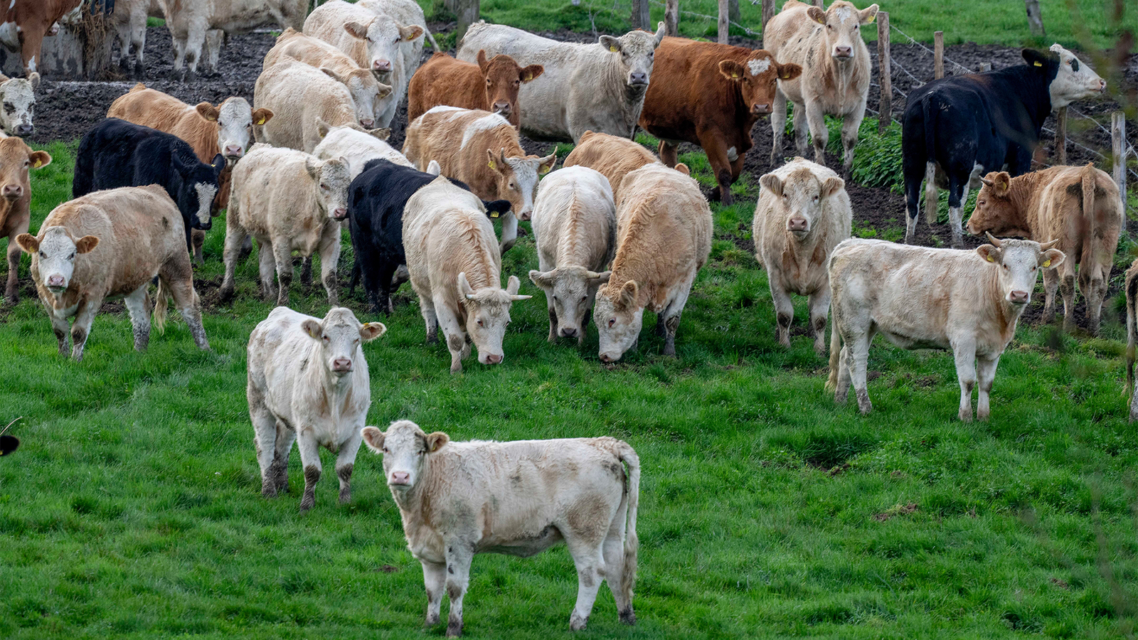 Texas authorities investigate mysterious cases of dead mutilated cows
