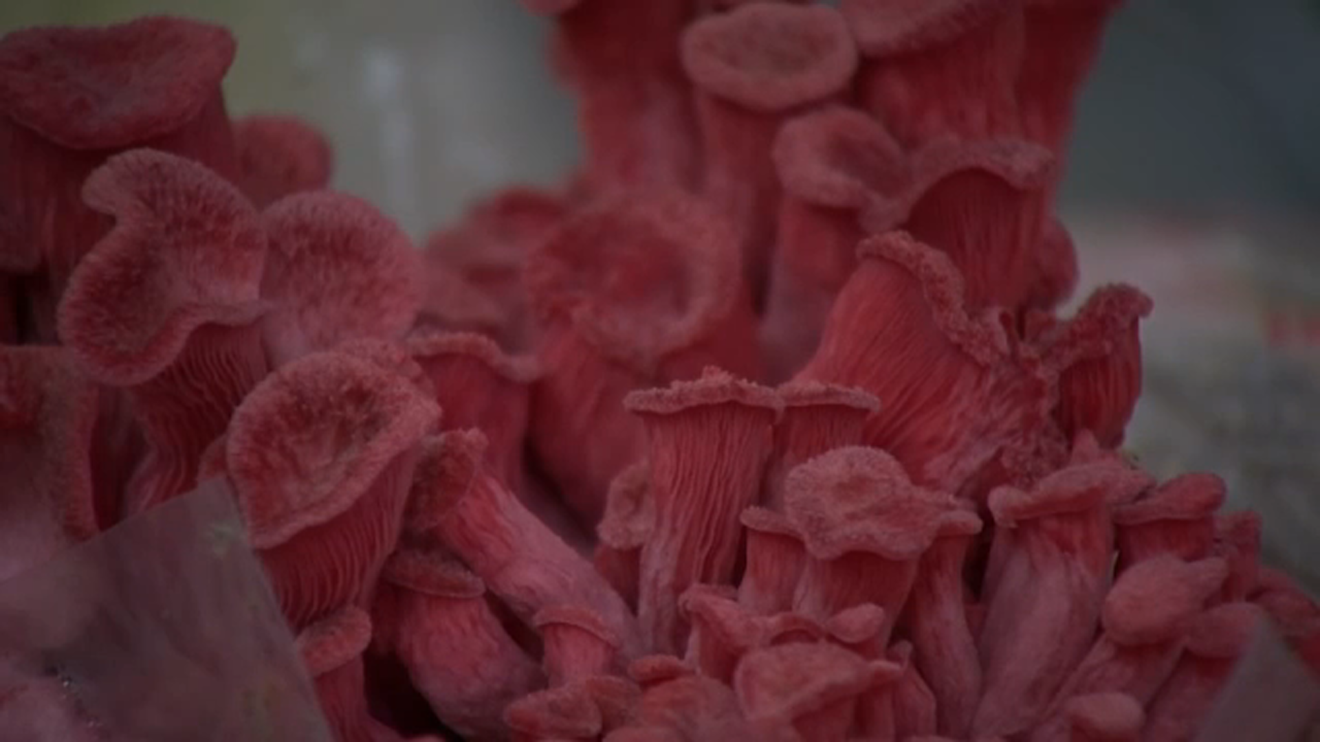 Company bringing colorful mushrooms, tinctures to Fresno