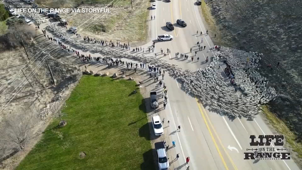 Crowds gather to watch over 2,500 sheep cross highway in Idaho