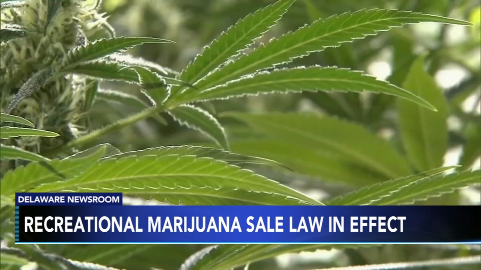 Recreational marijuana sale law now in effect in Delaware Recreational marijuana sale law now in effect in Delaware