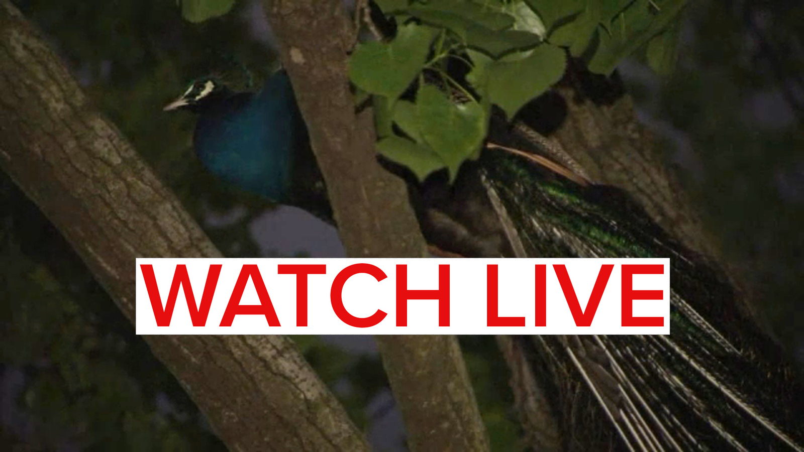 Escaped peacock spends night roosting in tree in Mott Haven Escaped peacock spends night roosting in tree in Mott Haven