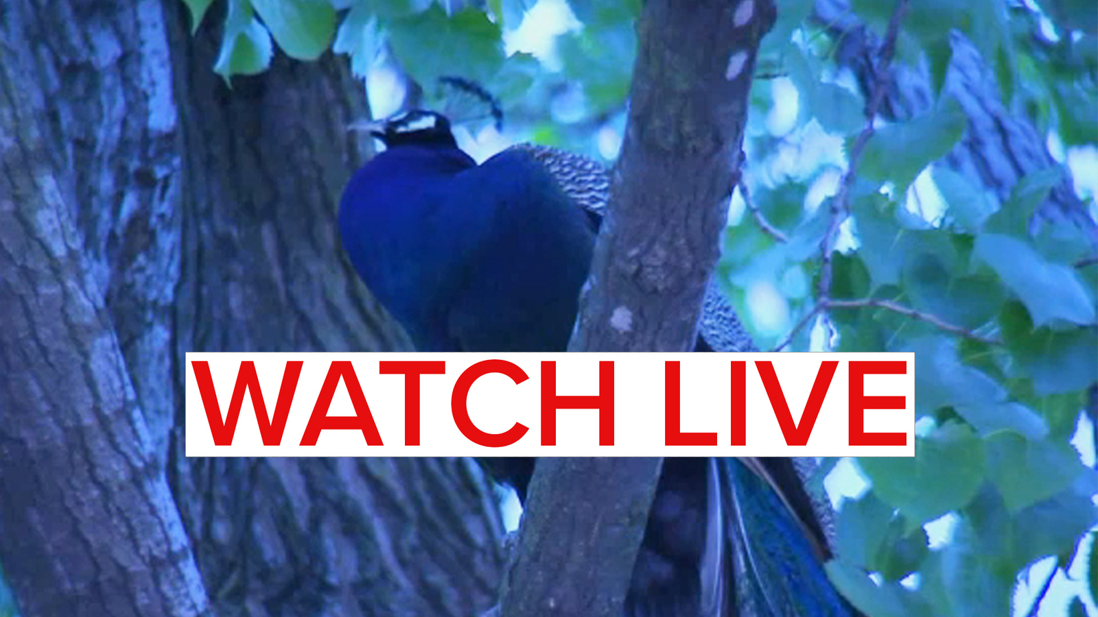 Bronx Zoo peacock: Bird spotted roosting in tree in Mott Haven, the Bronx - Vimarsana News
