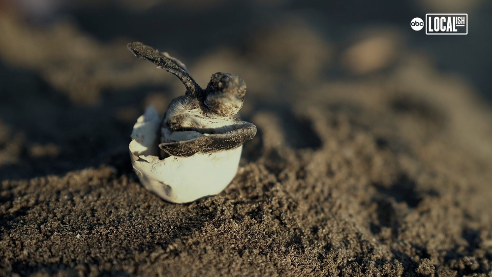 Disney and Sea Turtle Conservancy work together to protect sea turtles