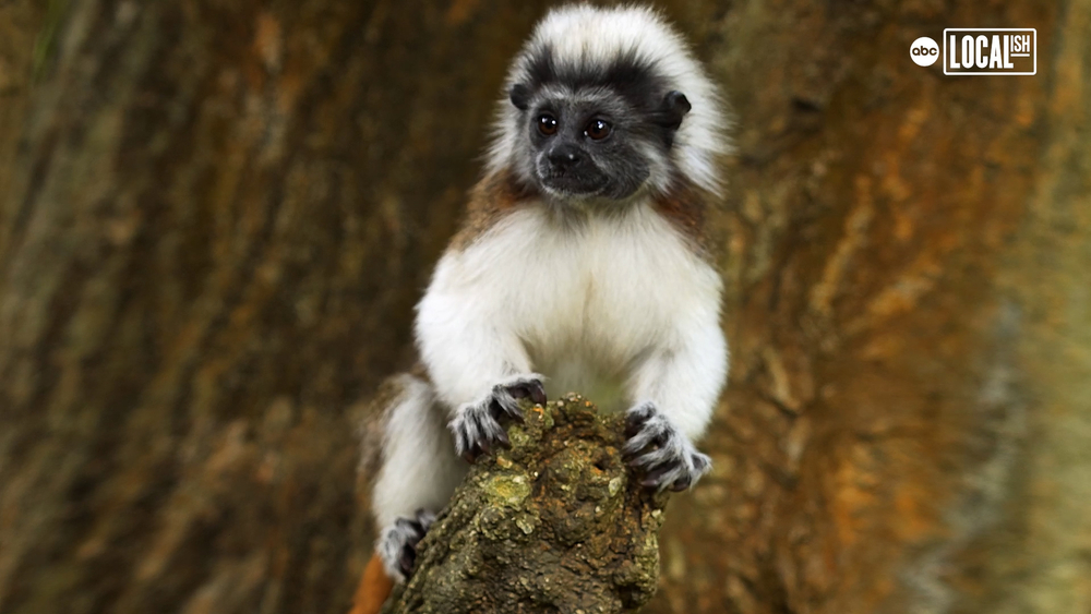 How this nonprofit is protecting endangered cotton-top tamarins