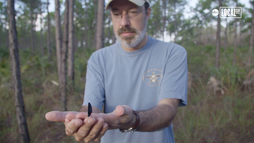 Dr. Jaret Daniels protects the Schaus' swallowtail from extinction