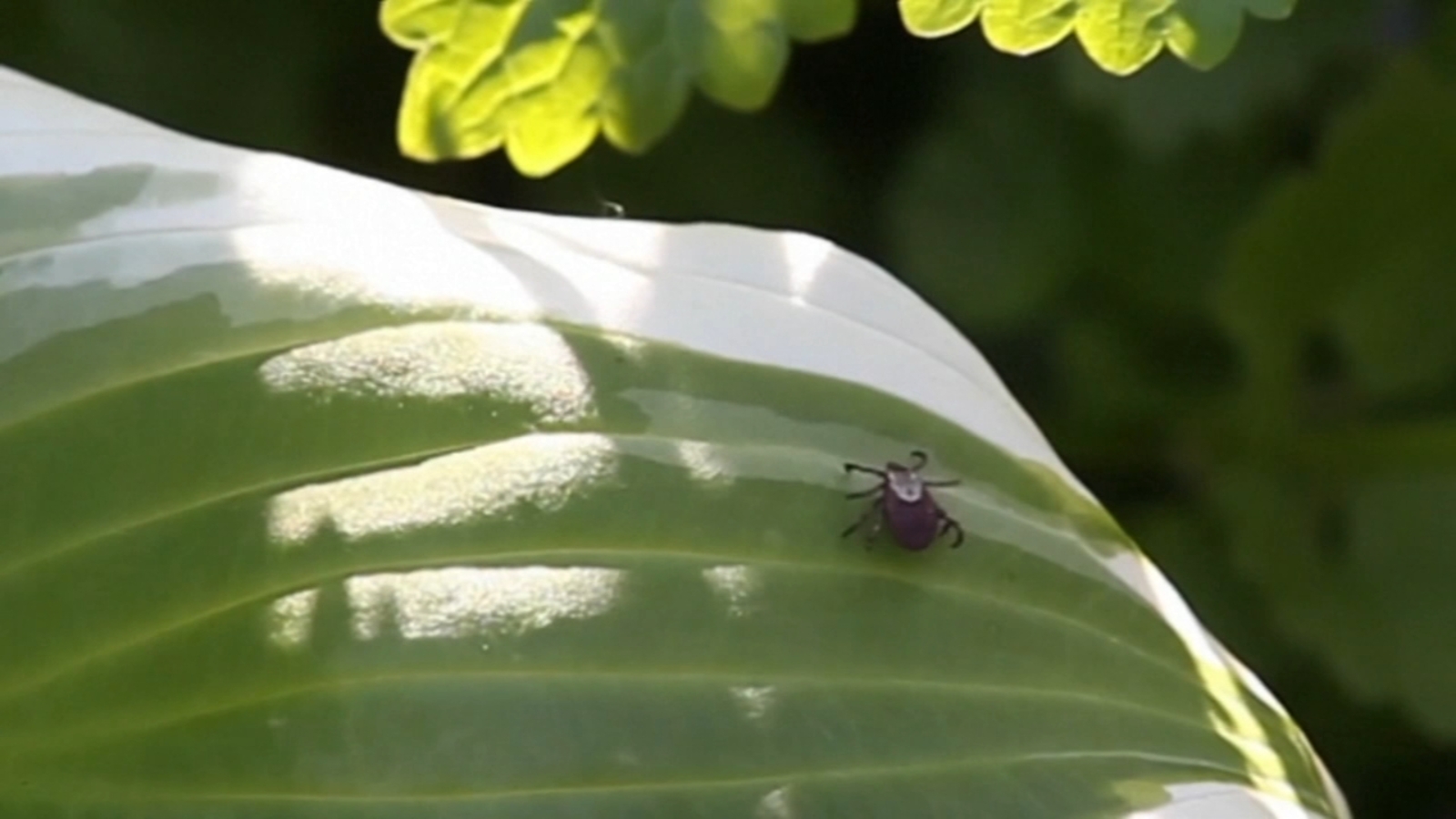 Ticks and Lyme disease | What to know about the parasite and how prevalent they'll be this year following a mild winter - Vimarsana News