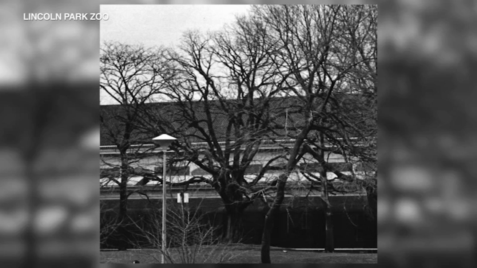 Lincoln Park Zoo news: Visitors say goodbye to bur oak tree older than Chicago - Vimarsana News