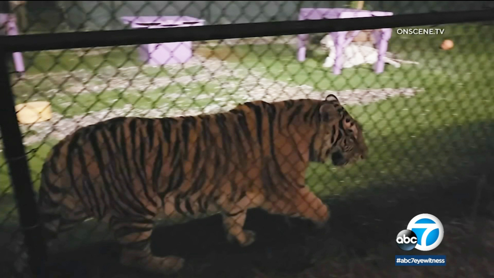 Diamond Valley Lodge: Tiger sanctuary in Riverside County reopening following animal abuse allegations - Vimarsana News