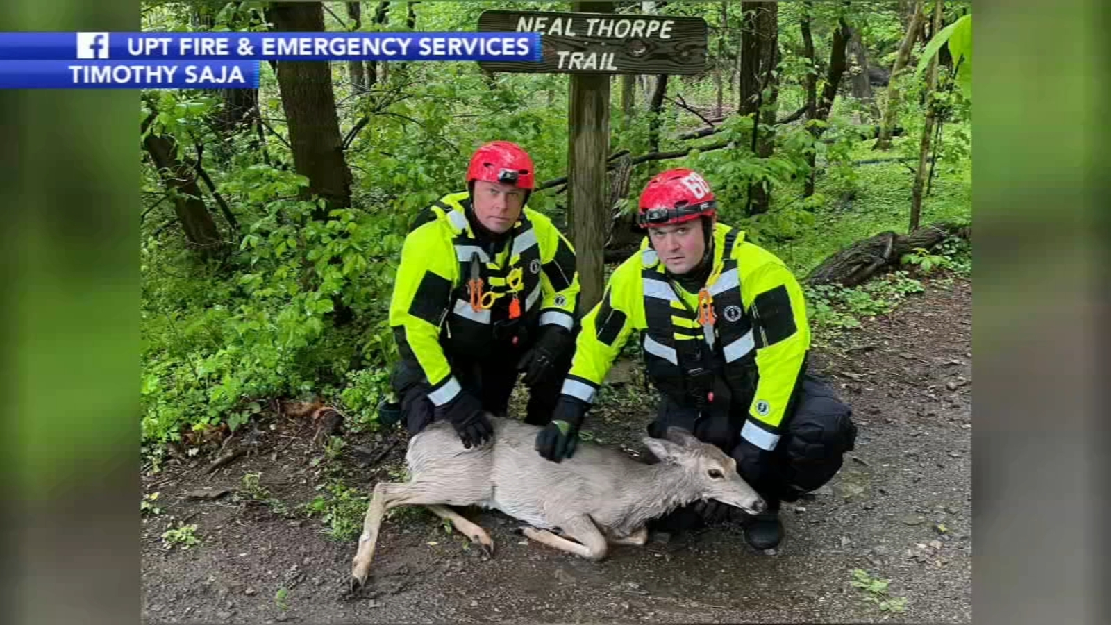 Deer rescued from canal in Upper Providence Township, Montgomery County