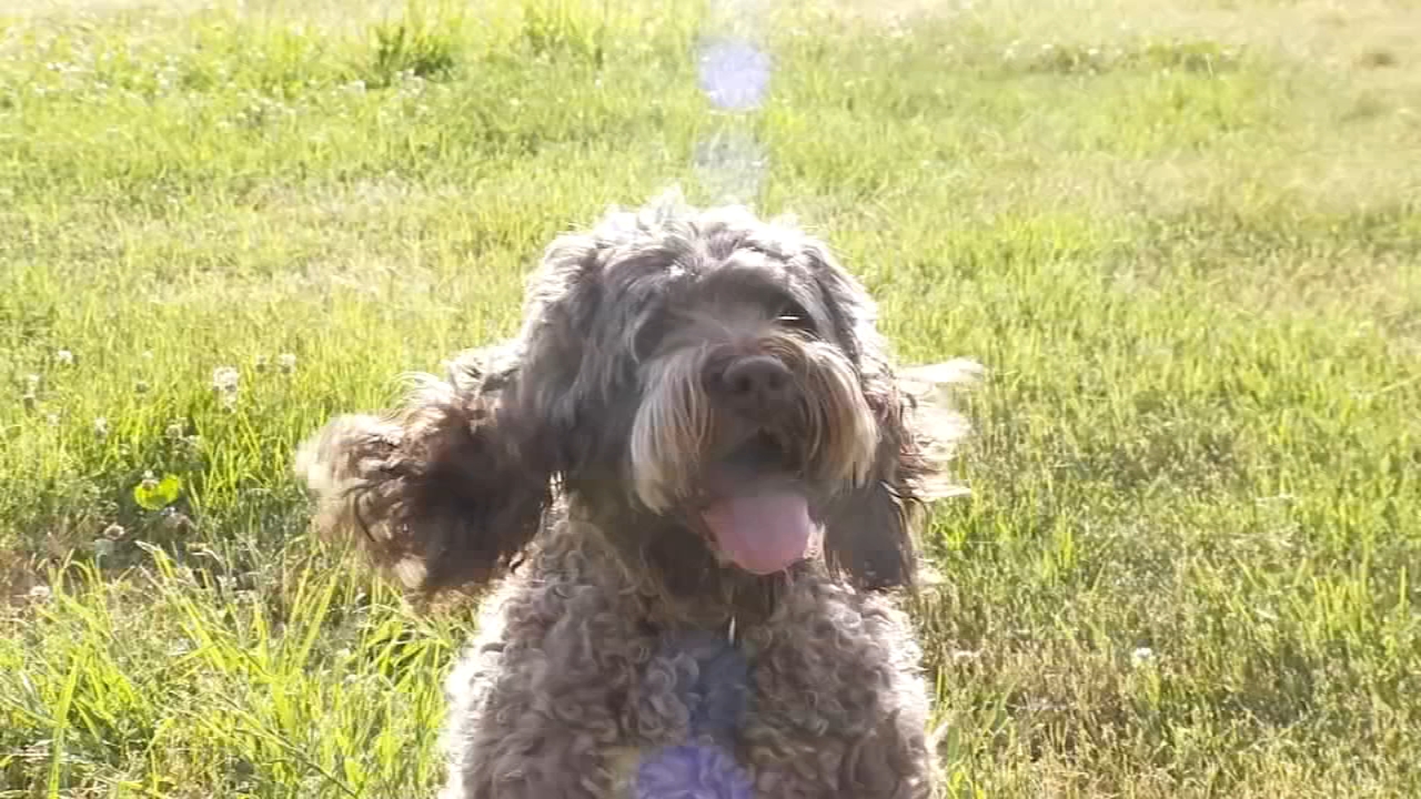 Dog hailed a hero after waking up owner during RV fire in Clovis