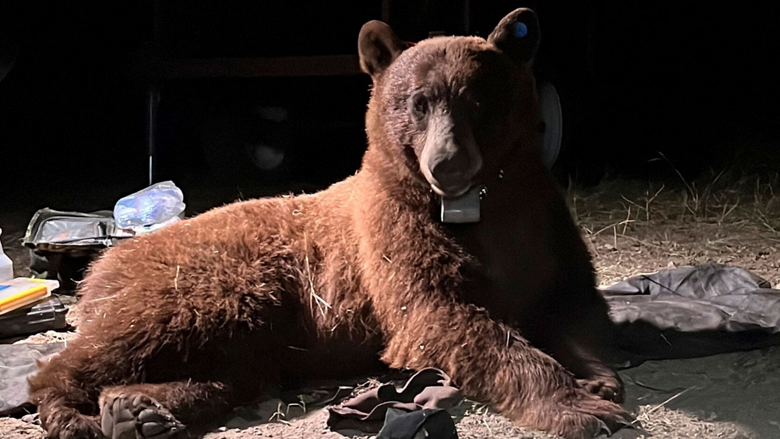 National Park Service researchers radio-collar 1st bear in Santa Monica Mountains - Vimarsana News