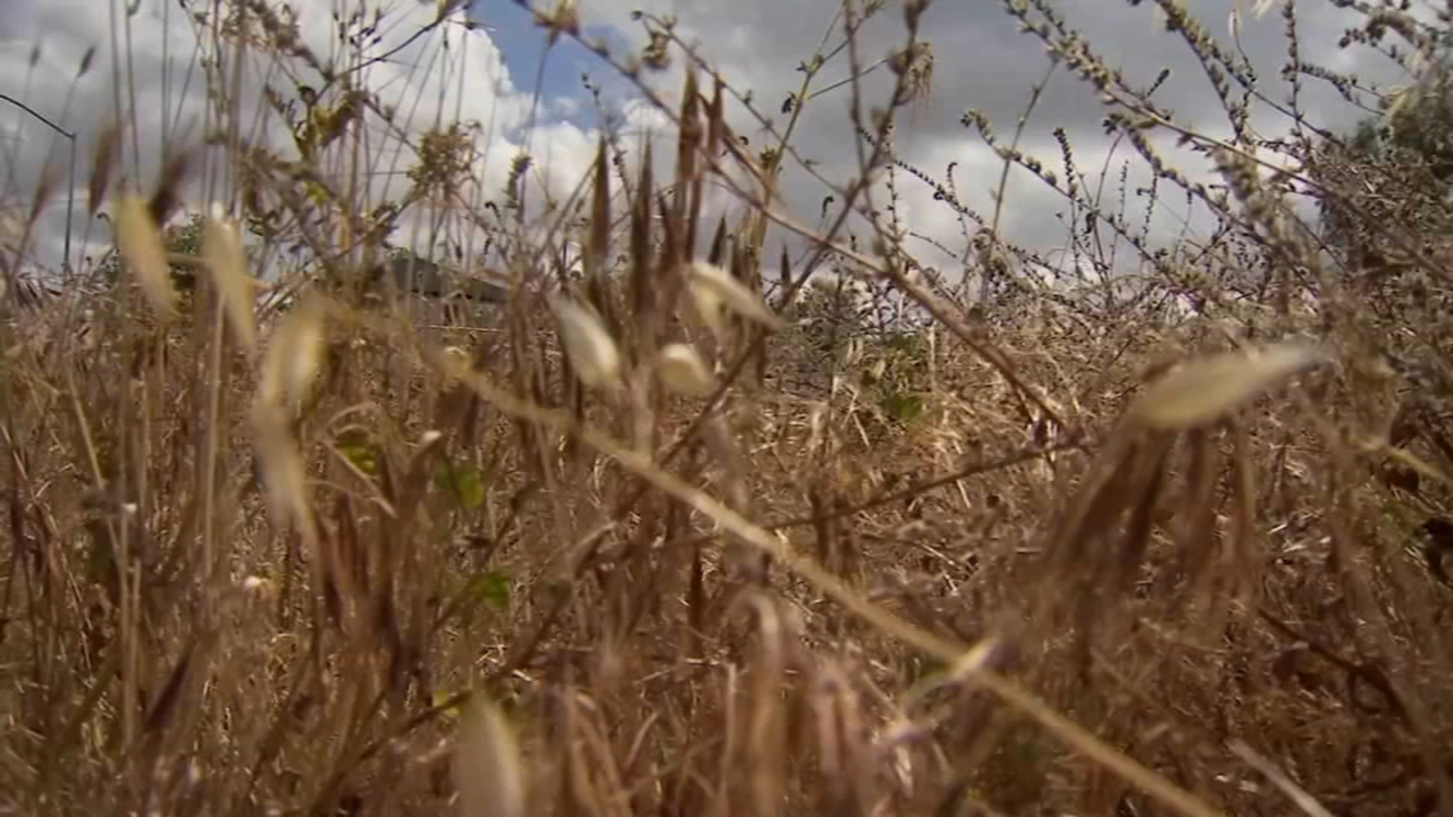 Fresno cracking down on property owners with overgrown, dried out grass - Vimarsana News